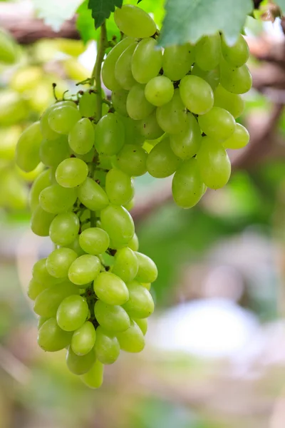 stock image Fresh grape