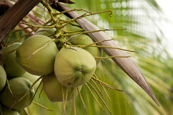 Tropische Kokosnüsse — Stockfoto