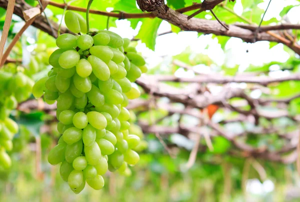 Stock image Fresh grape