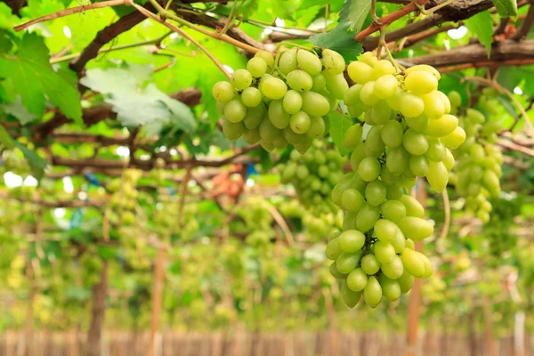 Fresh grape — Stock Photo, Image