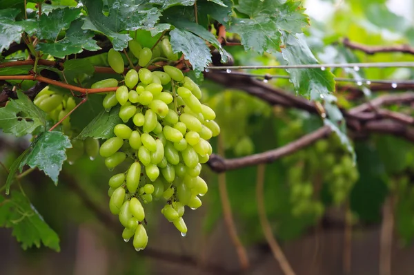 Fresh grape — Stock Photo, Image