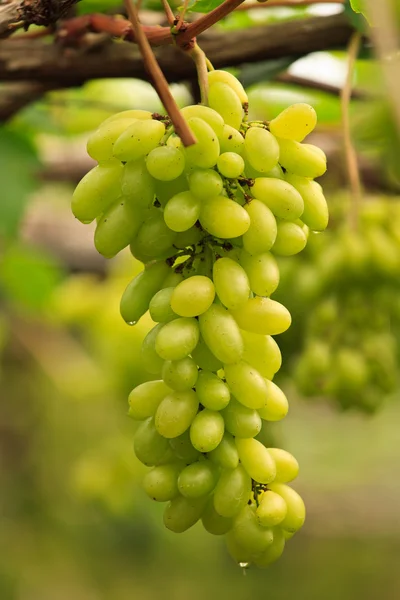 stock image Fresh grape