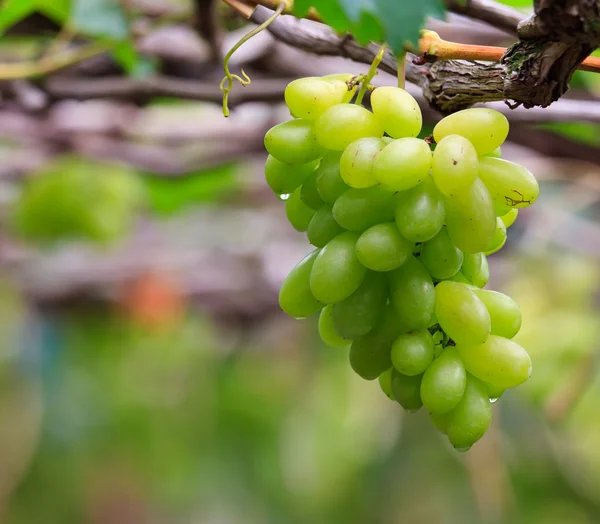 stock image Fresh grape