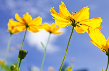 Yellow Cosmos flower and blue sky clipart