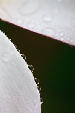 plumeria, tropikal çiçek üzerinde su damla