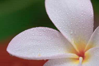 plumeria, tropikal çiçek üzerinde su damla