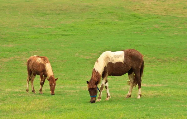 Horses eating grass in tropical field — Stock Photo, Image