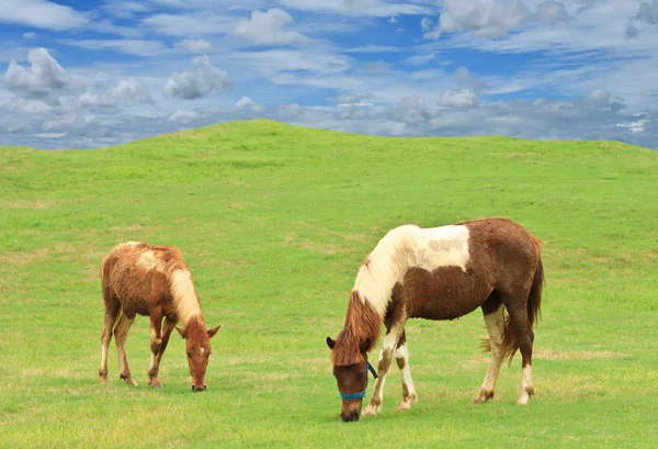 stock image Horses on grass hill