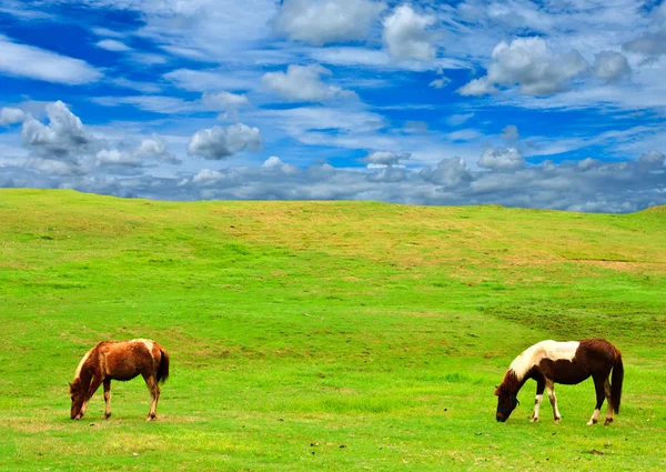 stock image Horses on grass hill