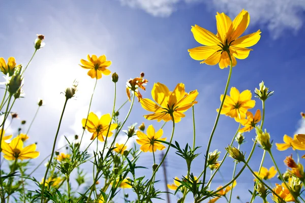 Gele kosmos bloem en blauwe hemel — Stockfoto