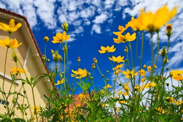Gele kosmos bloem en blauwe hemel — Stockfoto