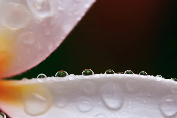 stock image Drop of water on Plumeria, tropical flower