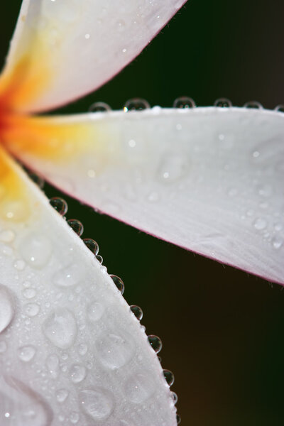 Drop of water on Plumeria, tropical flower