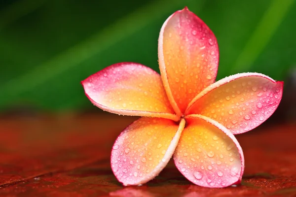 Druppel water op plumeria, tropische bloem — Stockfoto