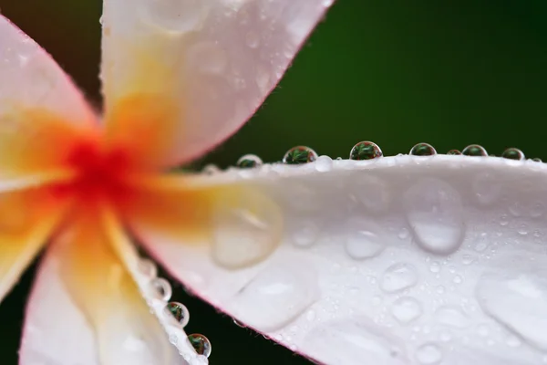 Kapka vody na Plumeria, tropický květ — Stock fotografie