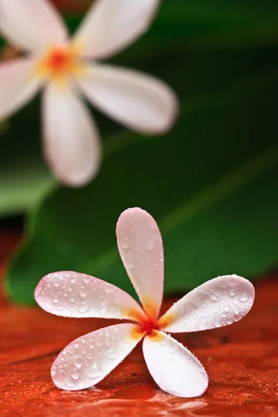 Gota de água em Plumeria, flor tropical — Fotografia de Stock