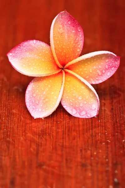 Wassertropfen auf plumeria, tropische Blume — Stockfoto