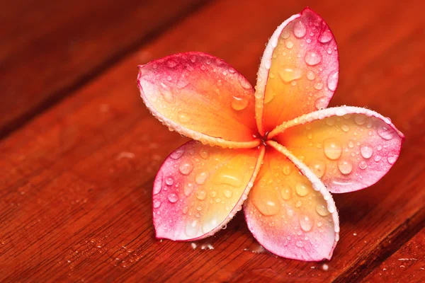 Краплі води на Живці квітів, тропічну квітку — стокове фото