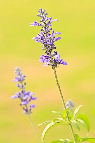 हिरव्या पार्श्वभूमीमध्ये निळा उष्णकटिबंधीय फूल — स्टॉक फोटो, इमेज