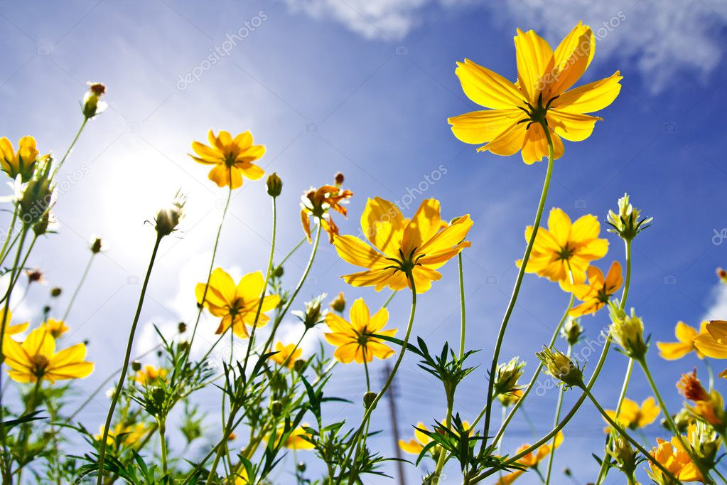 Yellow Cosmos Flower And Blue Sky Stock Photo By C Surabky