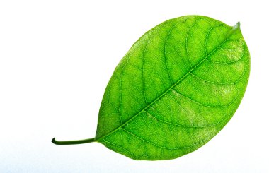 tropikal yaprak dokusu