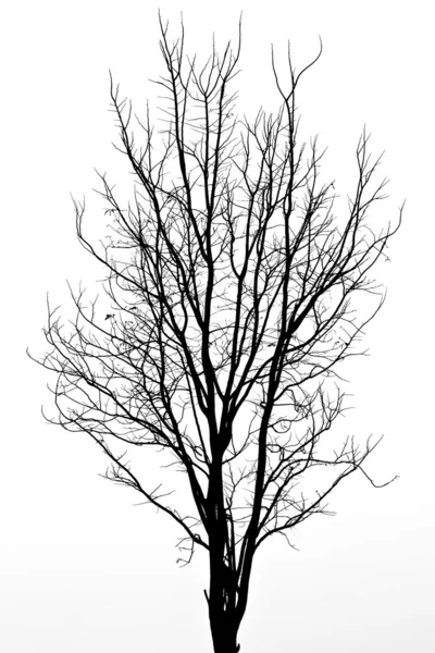 Muster toter Bäume — Stockfoto