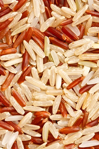 混栽稻粒 — 图库照片