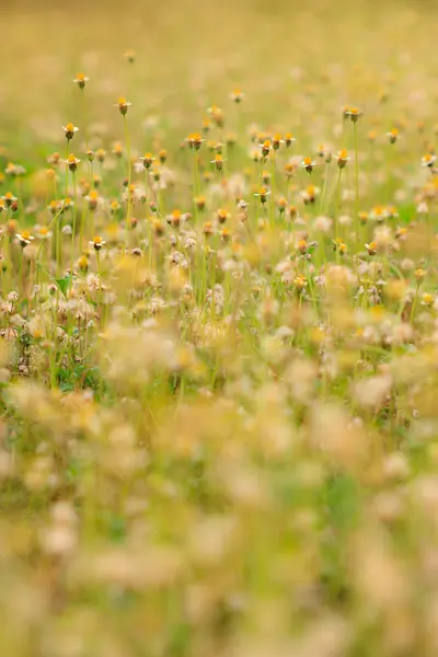 उष्णकटिबंधीय मधमाशात लहान फुले — स्टॉक फोटो, इमेज