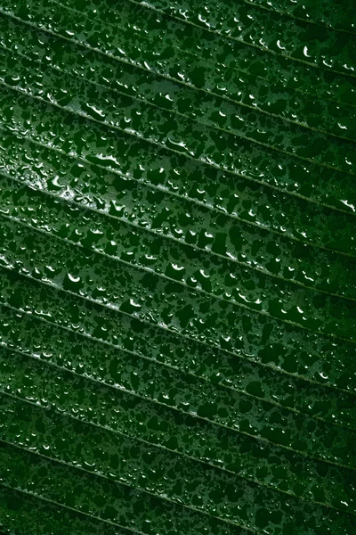 Krople wody na tropikalny liść — Zdjęcie stockowe