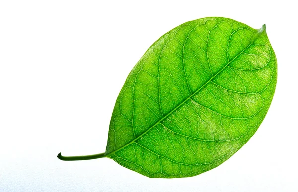 Тропічний leaf текстури — стокове фото