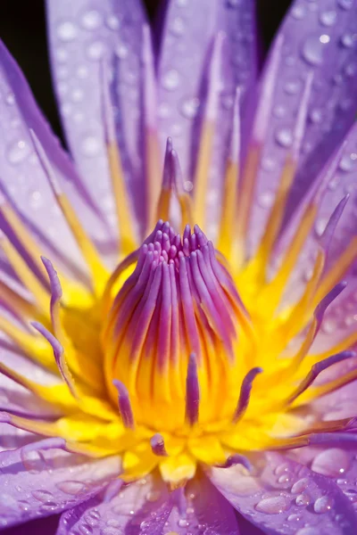 Blue lotus — Stock Photo, Image