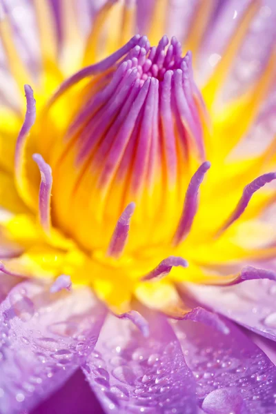 Blue lotus — стокове фото