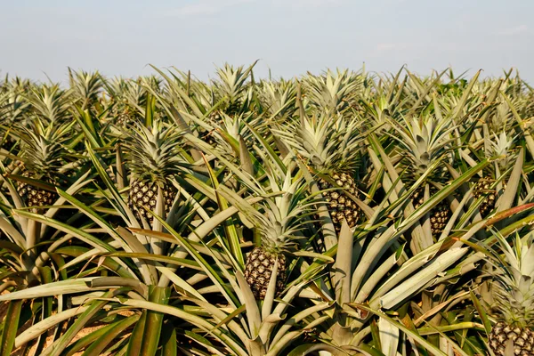 Ananas pole — Zdjęcie stockowe