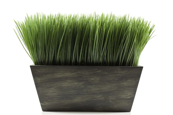 stock image Planter with grass