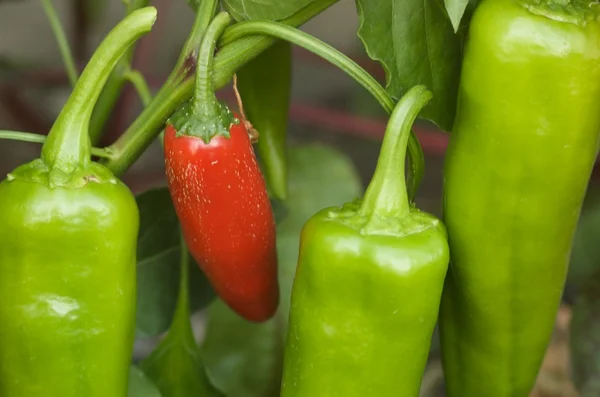 stock image Red and green peppers in garden