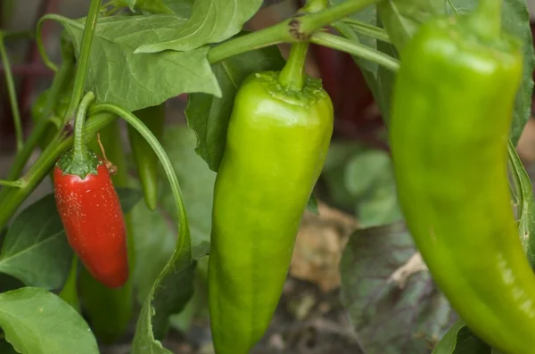 Zelená a červená paprika na rostlině Stock Snímky