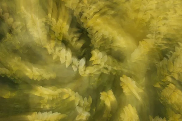 Spinning gul växt Stockbild