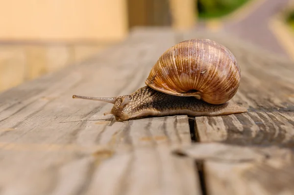 stock image Snails pass through a crack in the wood