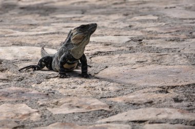 bir iguana Taş döşemeleri rahatlatır