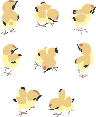 Little chicken illustration clipart