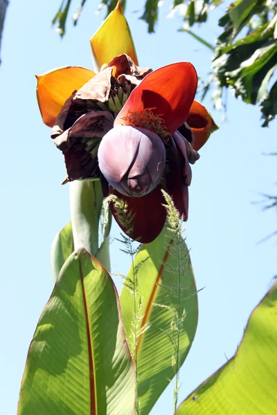 エキゾチックなフルーツの花 — ストック写真