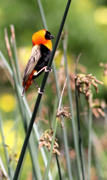stock image Red Bishop On A Reed