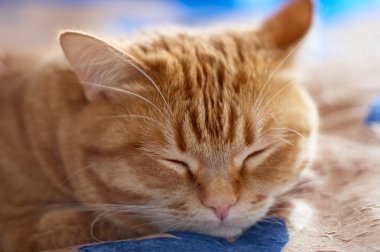 Uyuyan kedi