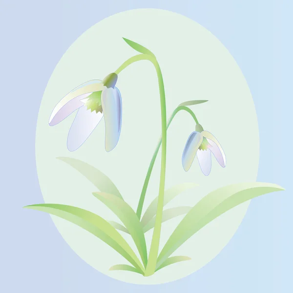 stock vector Snowdrop