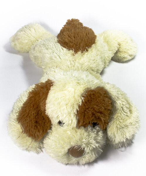 Собака на белом
