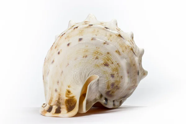 stock image Shell on white background