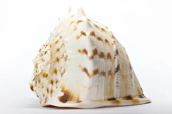 stock image Shell on white background