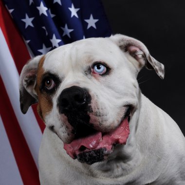 Amerikan bulldog