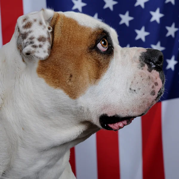 American bulldog — Stock Photo, Image