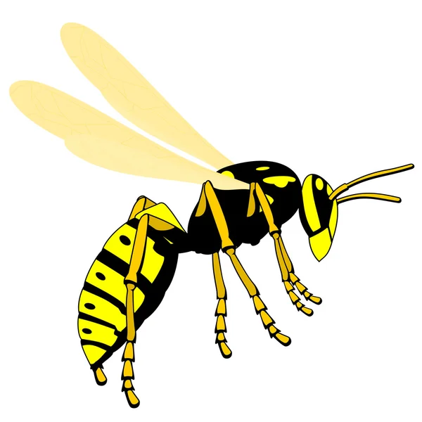Vliegende wasp — Stockvector